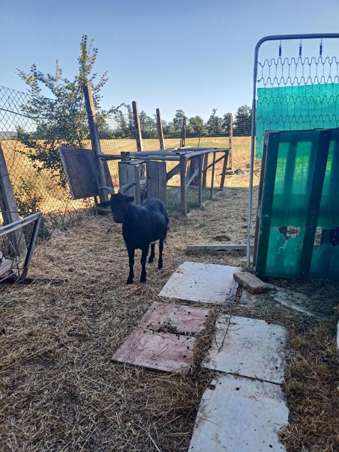 Agriturismo Podere La Selva Vila Serre Di Rapolano Exterior foto