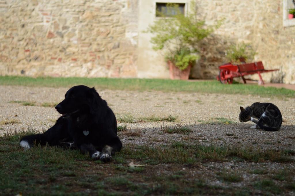 Agriturismo Podere La Selva Vila Serre Di Rapolano Exterior foto